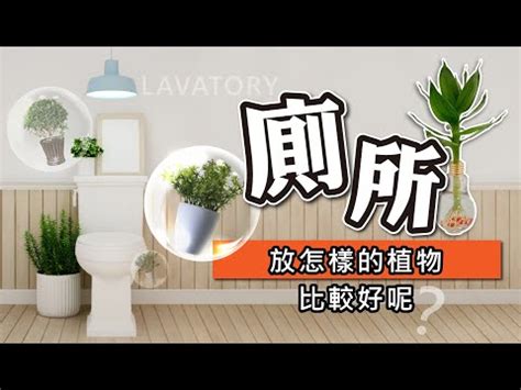 放廁所植物|廁所空氣清新秘訣：6種淨化空氣的植物推薦 